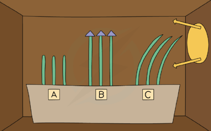 Tips and Growth